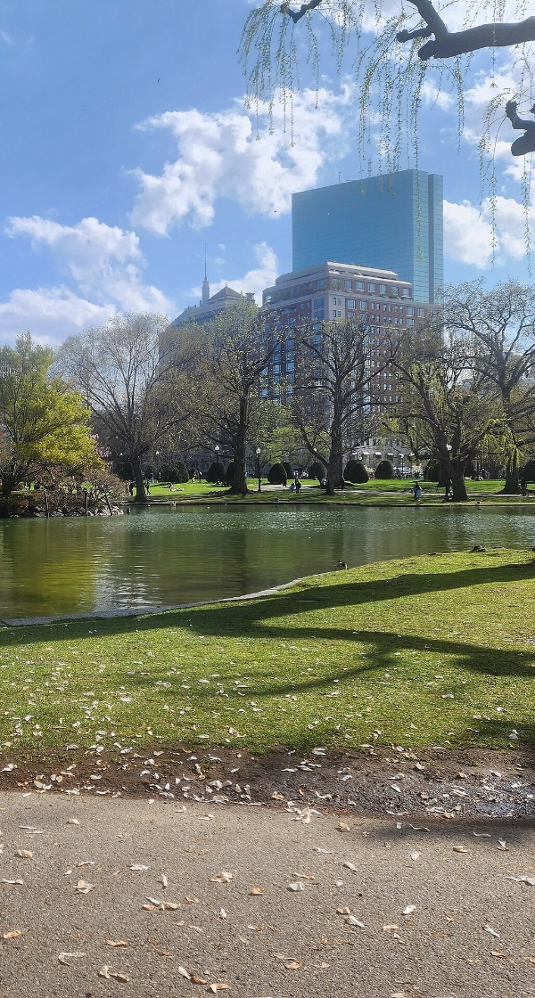 boston common city park back back boston ma